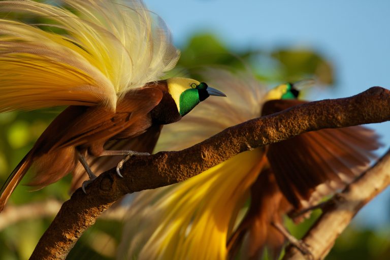 Burung Cendrawasih Terindah Dunia: Keajaiban Alam dari Tanah Papua