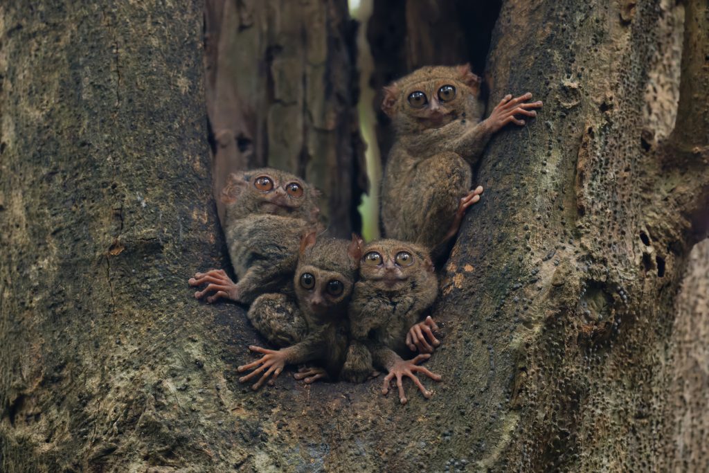 Tarsius Primata Nokturnal Adaptasi Unik Pemburu Malam di Hutan Tropis Indonesia
