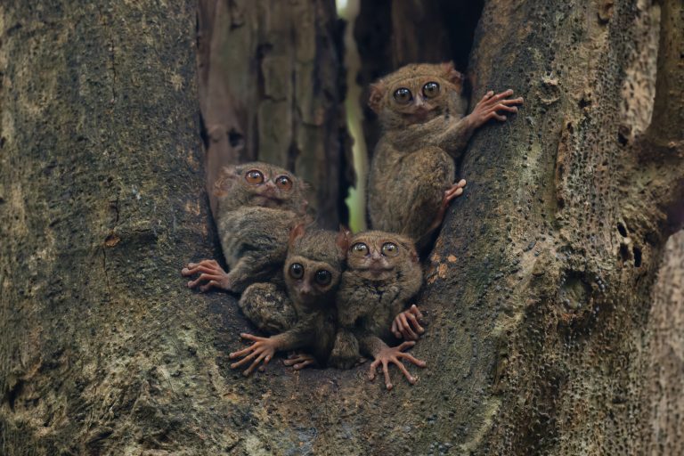 Tarsius Primata Nokturnal Adaptasi Unik Pemburu Malam di Hutan Tropis Indonesia