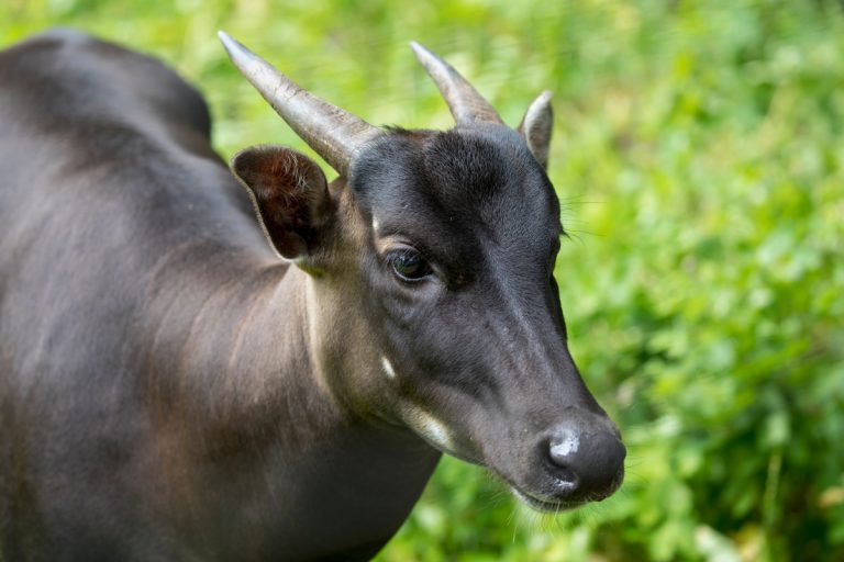 Anoa Sulawesi Kerbau Mini sebagai Satwa Endemik Unik dari Indonesia Timur