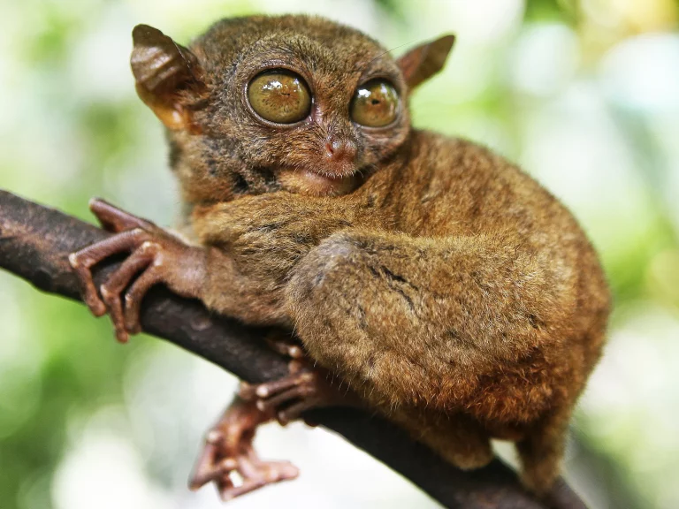 Mata Super Besar Tarsius: Rahasia di Balik Tatapan Raksasa Primata Kecil yang Mengagumkan