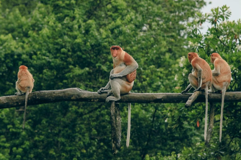 Pola Makan Bekantan Strategi Nutrisi Unik Primata Pesisir Kalimantan yang Jarang Diketahui