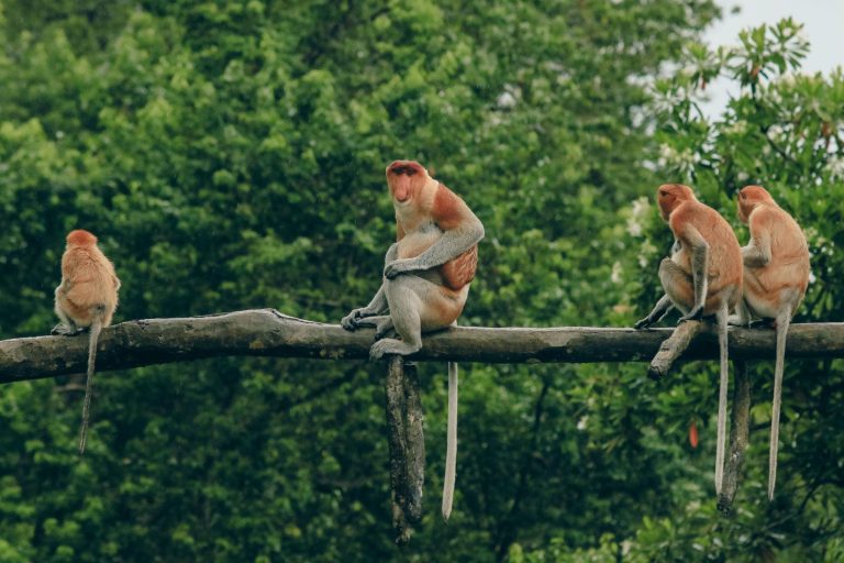Pola Makan Bekantan Strategi Nutrisi Unik Primata Pesisir Kalimantan yang Jarang Diketahui
