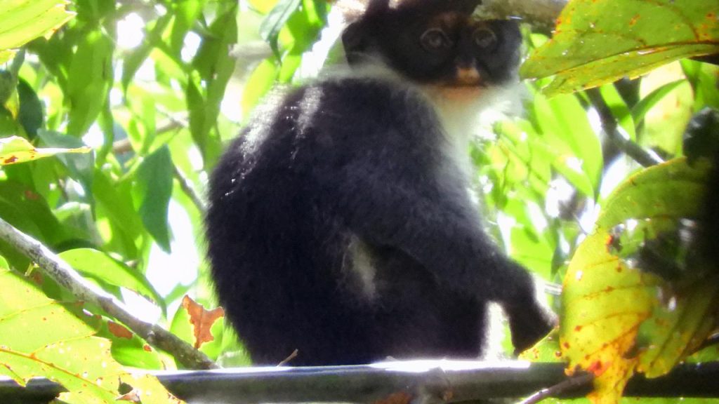 Kehidupan Berkelompok Lutung Jawa Struktur Sosial, Ikatan, dan Strategi Bertahan di Kanopi Hutan