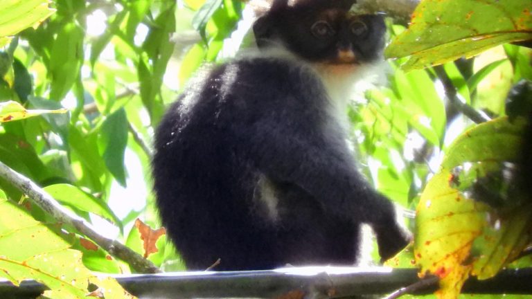 Kehidupan Berkelompok Lutung Jawa Struktur Sosial, Ikatan, dan Strategi Bertahan di Kanopi Hutan