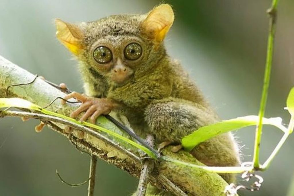 Habitat Malam Tarsius Mengungkap Lingkungan Alami dan Adaptasi Nokturnal Primata Unik Indonesia