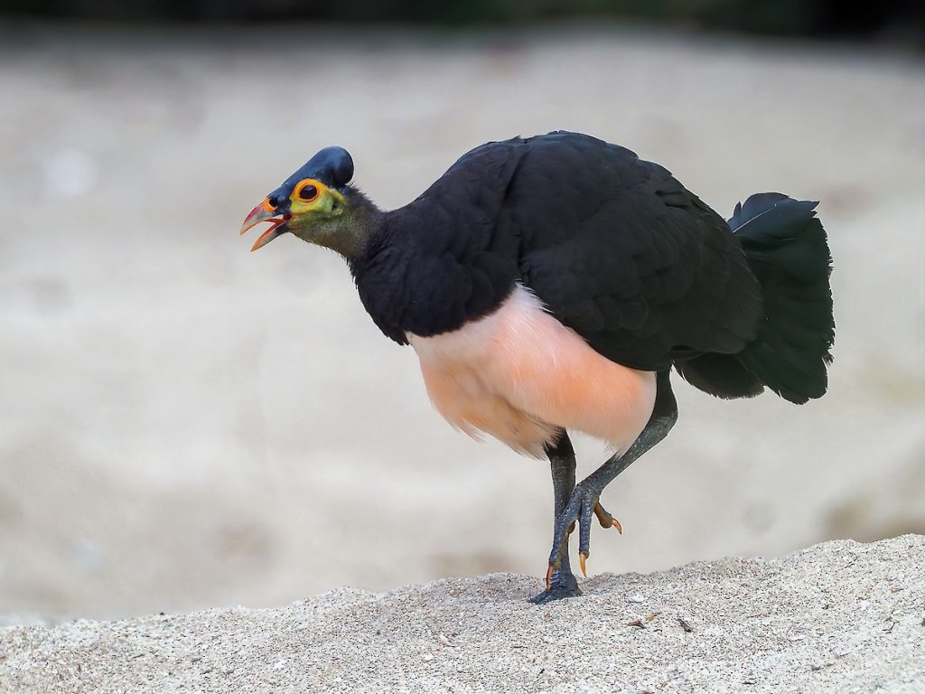 Telur Besar Burung Maleo Keunikan Ukuran dan Strategi Penetasan Alami yang Langka di Dunia Burung