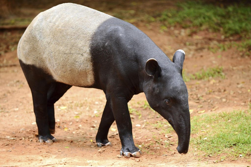 Cara Bertahan Tapir Sumatra Strategi Adaptasi Cerdas di Tengah Tekanan Hutan Tropis