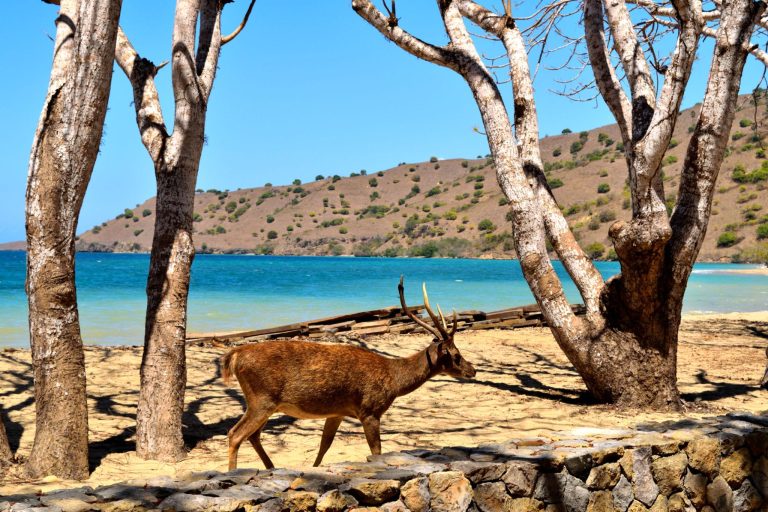 Simbol Keanggunan Rusa Timor Makna Lembut namun Teguh dari Padang Savana Nusantara