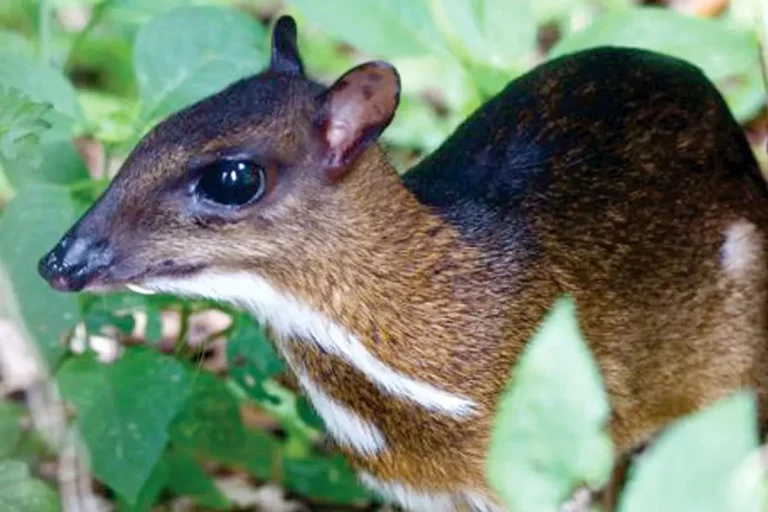 Kecerdikan Bertahan Kancil Strategi Cerdas Si Kecil Menghadapi Bahaya di Hutan Tropis