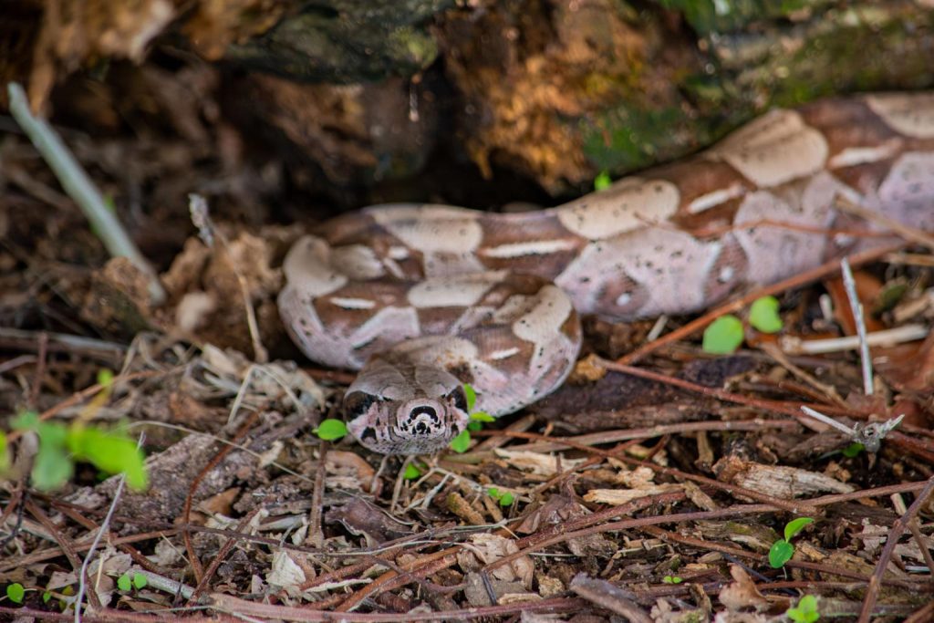 Kamuflase Alami Ular Piton Strategi Penyamaran Sempurna Predator Hutan Tropis
