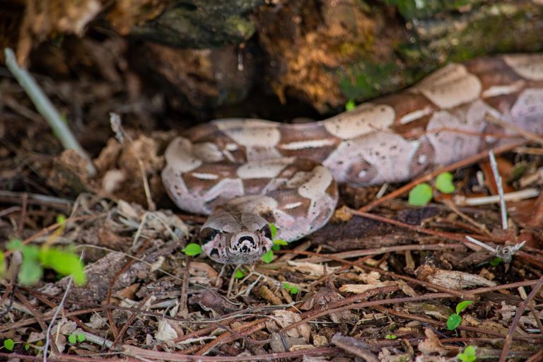 Kamuflase Alami Ular Piton Strategi Penyamaran Sempurna Predator Hutan Tropis
