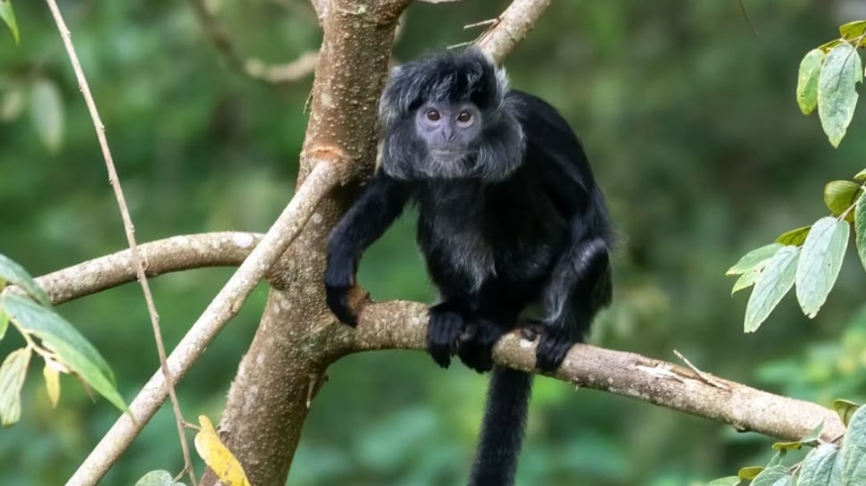 Perilaku Unik Lutung Jawa Dinamika Sosial dan Kebiasaan Tak Biasa Sang Penjelajah Tajuk Hutan