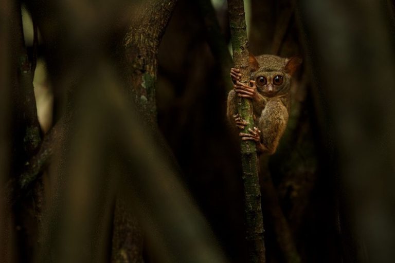Filosofi Fokus Tarsius Makna Mendalam dari Tatapan Tajam dan Konsentrasi Tanpa Gangguan