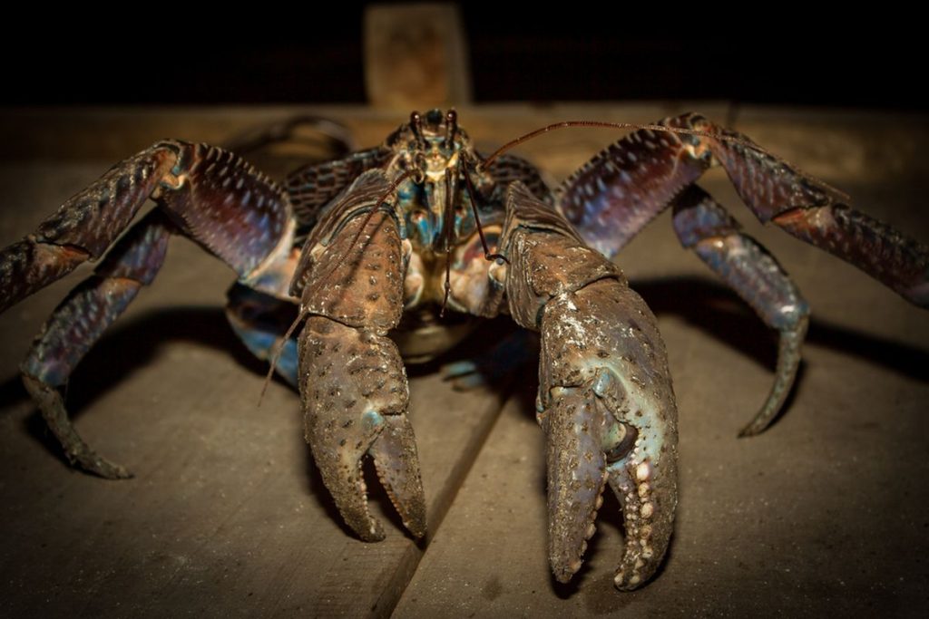 Kekuatan Capit Kepiting Kelapa Rahasia Biomekanik Cengkeraman Terkuat di Dunia Krustasea