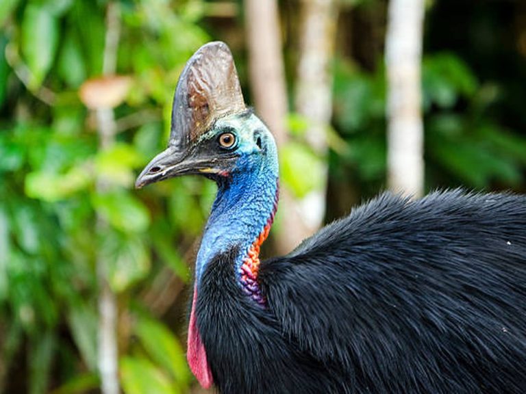 Kasuari Burung Paling Berbahaya Fakta Ilmiah, Anatomi Mematikan, dan Alasan Reputasinya Mendunia