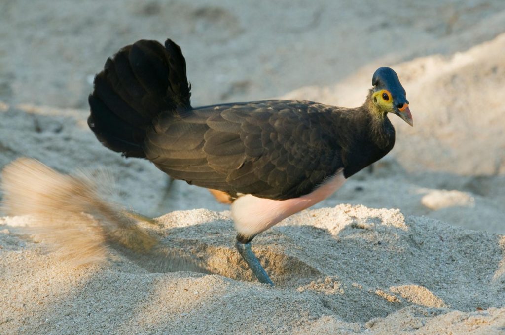 Filosofi Kepercayaan Alam Maleo Makna Mendalam dari Kepercayaan pada Alam dalam Kehidupan Burung Sulawesi