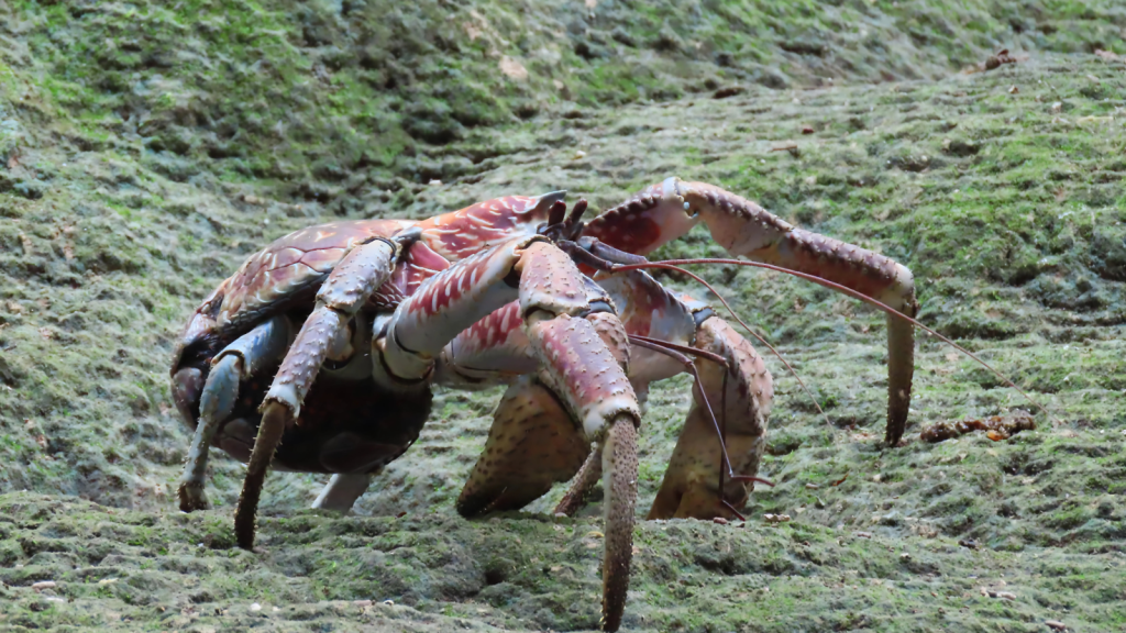 Kepiting Kelapa Arthropoda Terbesar Adaptasi Luar Biasa Raksasa Darat dari Dunia Krustasea