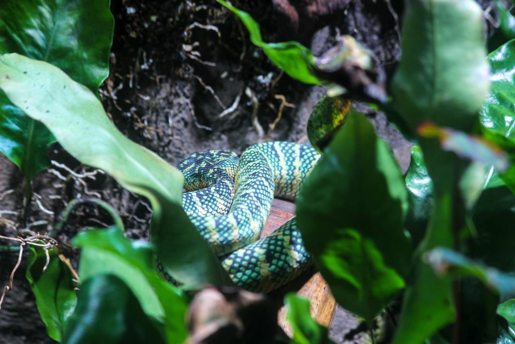Habitat Hutan Ular Piton Ekosistem Hutan Tropis yang Menjadi Rumah Alami Predator Raksasa