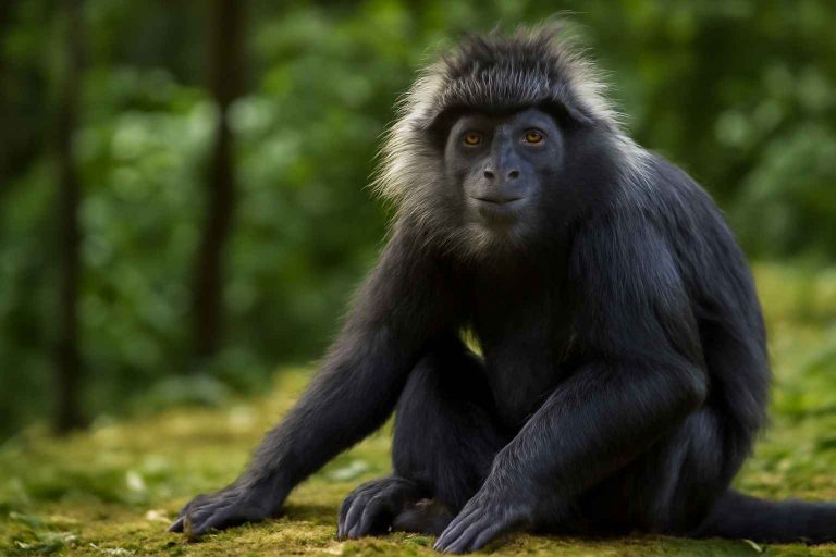 Ancaman Habitat Lutung Jawa Tekanan Nyata terhadap Kelangsungan Primata Endemik Pulau Jawa