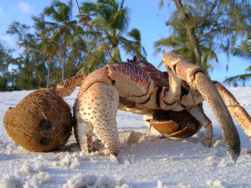 Perburuan Kepiting Kelapa Tekanan Manusia terhadap Krustasea Darat Terbesar di Dunia