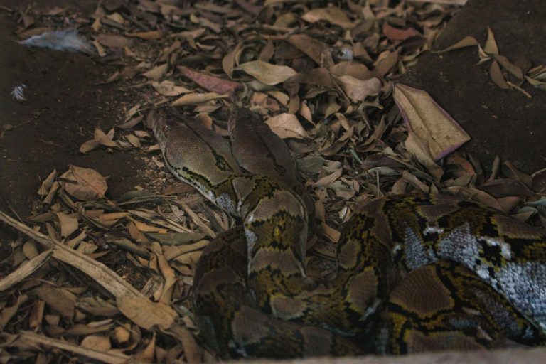 Konflik Ular Piton dan Manusia Mengapa Pertemuan dengan Ular Raksasa Semakin Sering Terjadi
