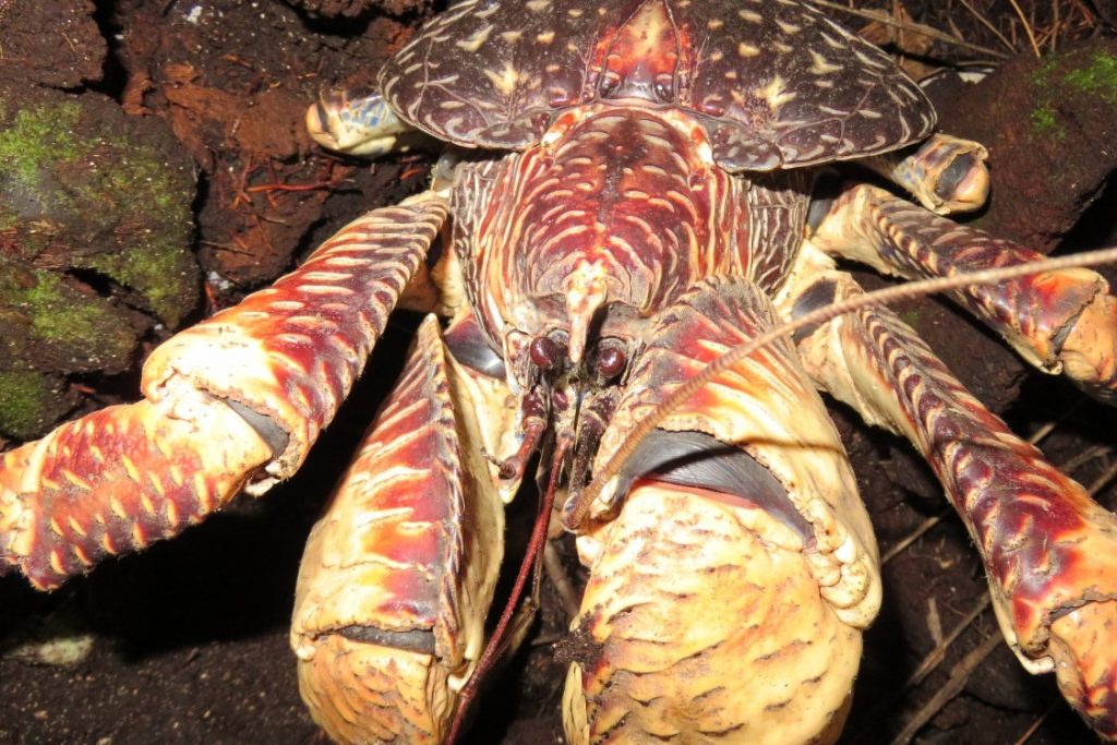 Pola Hidup Kepiting Kelapa Strategi Bertahan dan Perilaku Unik Krustasea Terbesar di Darat