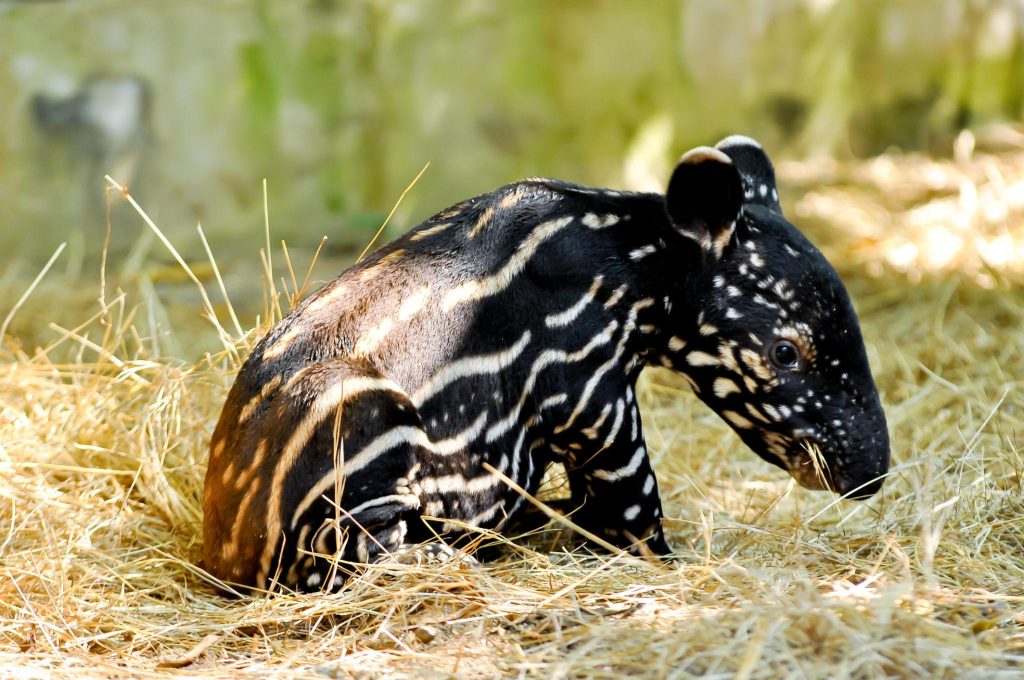 Filosofi Kamuflase Tapir Makna Adaptasi Warna Tubuh dalam Strategi Bertahan Hidup