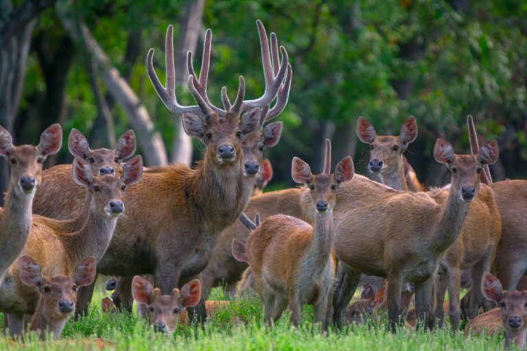 Habitat Padang Rumput Rusa Timor Lanskap Savana Kering yang Menjadi Ruang Hidup dan Strategi Bertahan