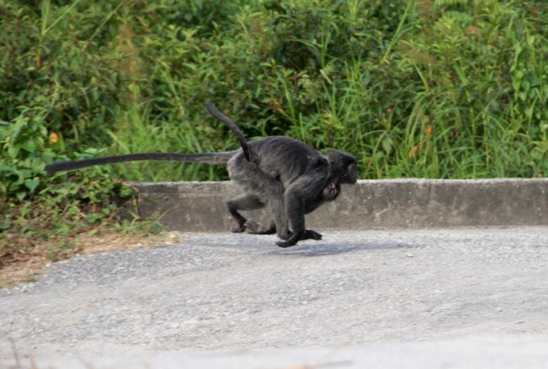 Lutung Jawa Primata Sosial Dinamika Kehidupan Kelompok di Tajuk Hutan Tropis