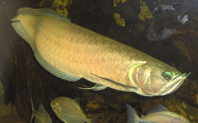 Ancaman Populasi Ikan Arwana Tekanan Ekologis dan Perdagangan yang Mengancam Kelangsungan Spesies