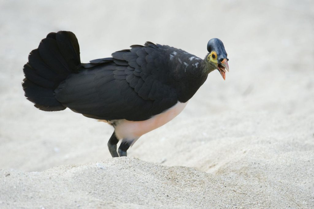Habitat Burung Maleo Sulawesi Lingkungan Unik yang Menopang Kehidupan Burung Endemik Langka