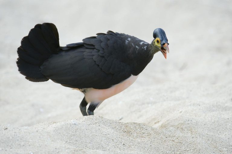 Habitat Burung Maleo Sulawesi Lingkungan Unik yang Menopang Kehidupan Burung Endemik Langka