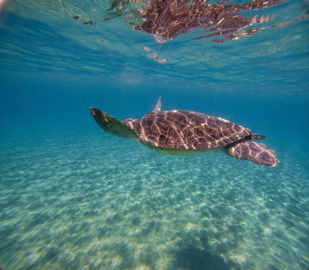 Penyu Hijau Reptil Laut Purba Jejak Evolusi dan Ketahanan Spesies Kuno di Samudra Tropis