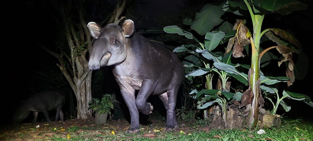 Tapir Sumatra Mamalia Nokturnal Adaptasi Malam Hari dan Peran Pentingnya dalam Ekosistem Hutan Tropis