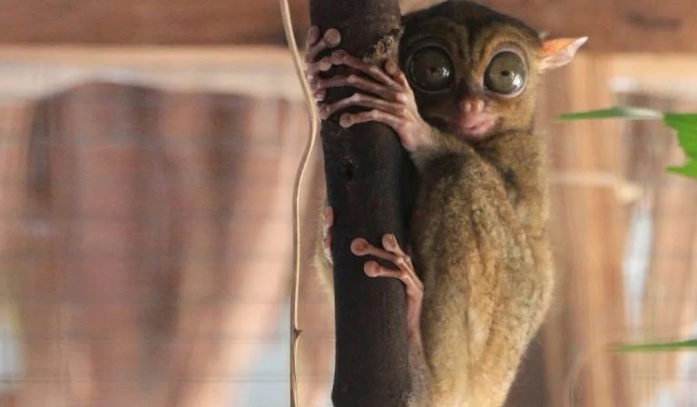 Ancaman Populasi Tarsius Analisis Mendalam Faktor Penyebab dan Dampaknya terhadap Ekosistem Indonesia