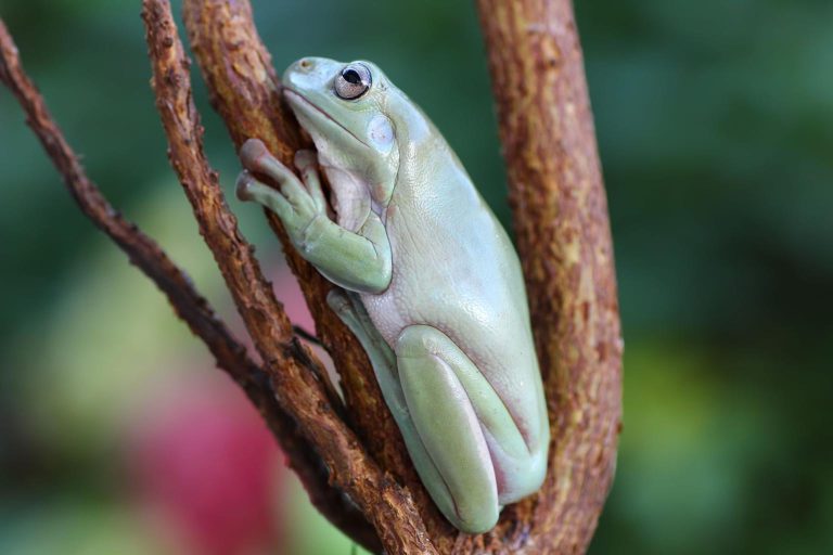 Katak Pohon Amfibi Unik Adaptasi Luar Biasa Amfibi yang Hidup di Kanopi Hutan