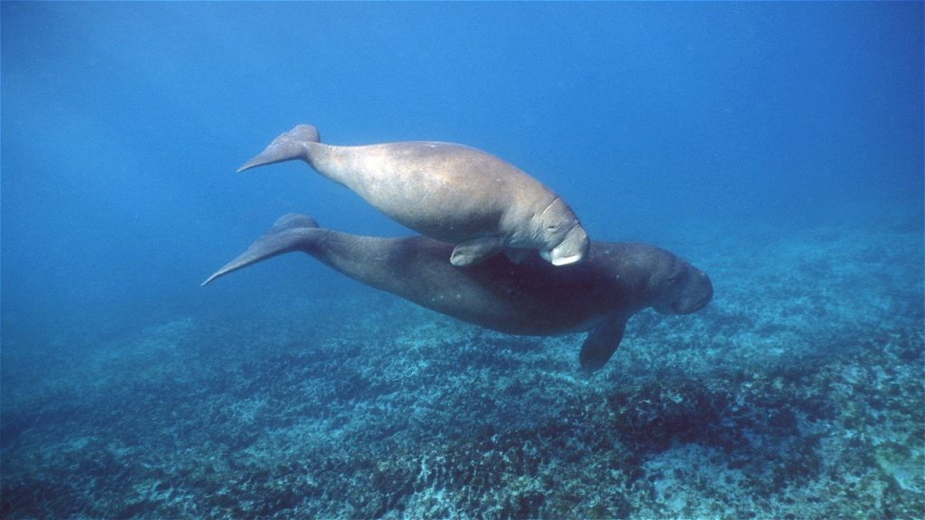 Konservasi Dugong Indonesia Upaya Menjaga Mamalia Laut dan Habitat Lamun yang Semakin Terancam