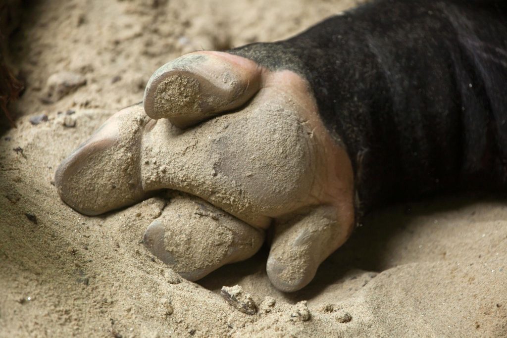 Tubuh Unik Tapir Sumatra Struktur Fisik yang Aneh namun Adaptif di Hutan Tropis