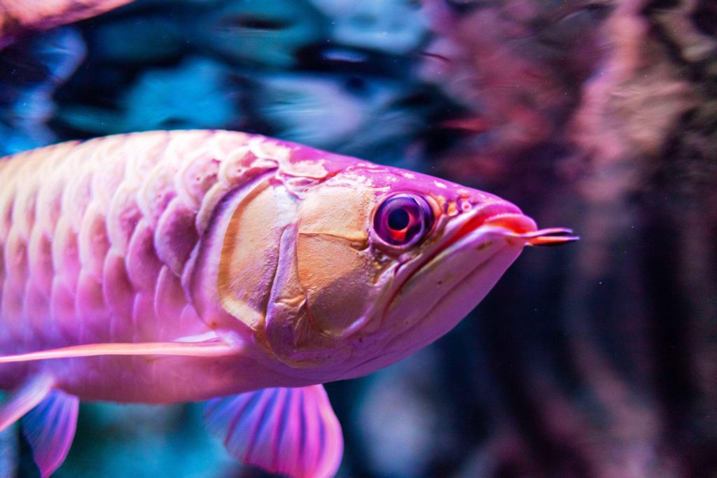 Cara Berburu Ikan Arwana Strategi Presisi Predator Permukaan di Perairan Tropis