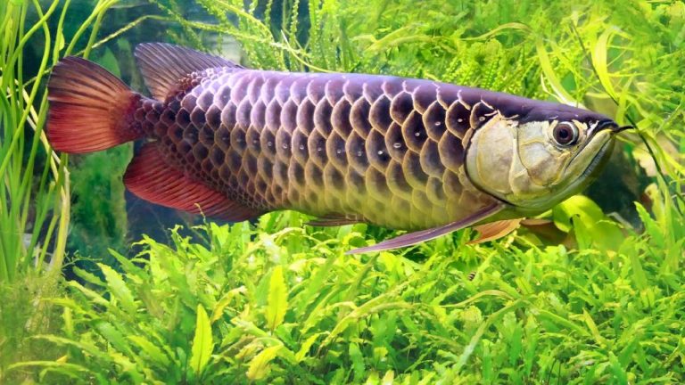 Ikan Arwana Legendaris Indonesia Pesona, Mitos, dan Keagungan Sang Naga Air Nusantara