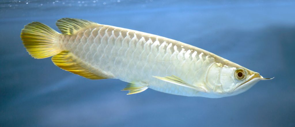 Habitat Sungai Ikan Arwana Karakter Lingkungan Tropis yang Membentuk Keindahan dan Ketahanan Sang Predator Air Tawar