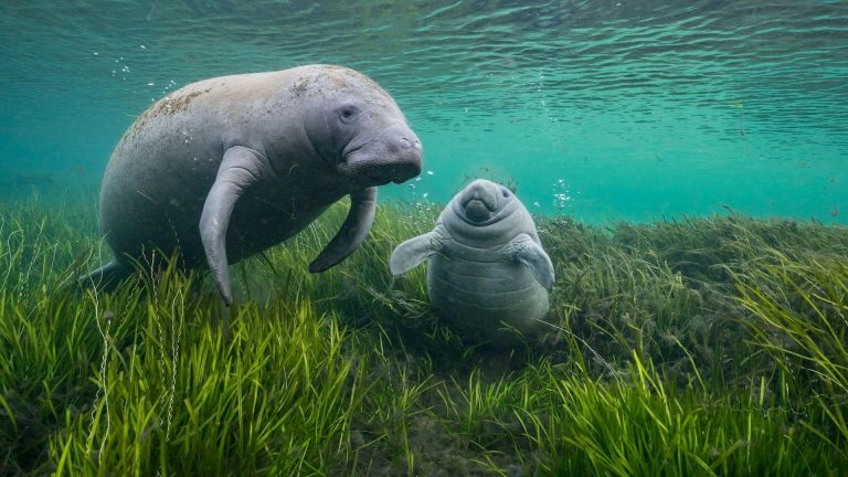 Dugong Mamalia Laut Indonesia Mengenal Sapi Laut yang Bergantung pada Padang Lamun Tropis
