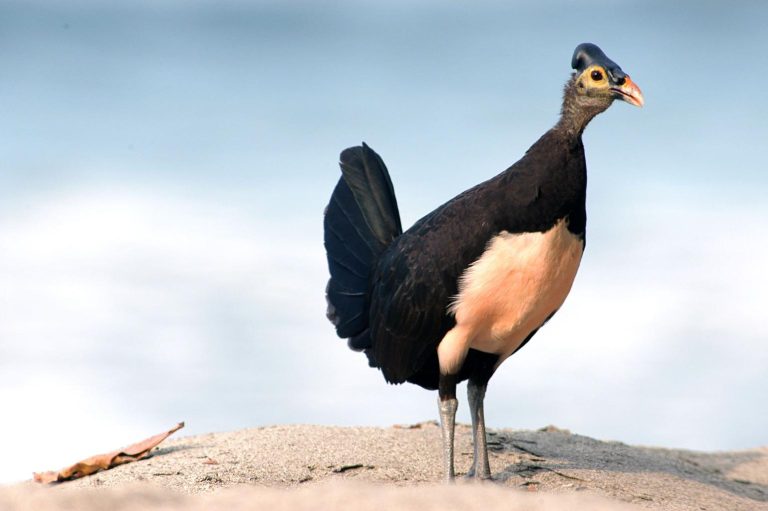 Ancaman Kepunahan Burung Maleo Ketika Satwa Endemik Sulawesi Menghadapi Tekanan Alam dan Manusia