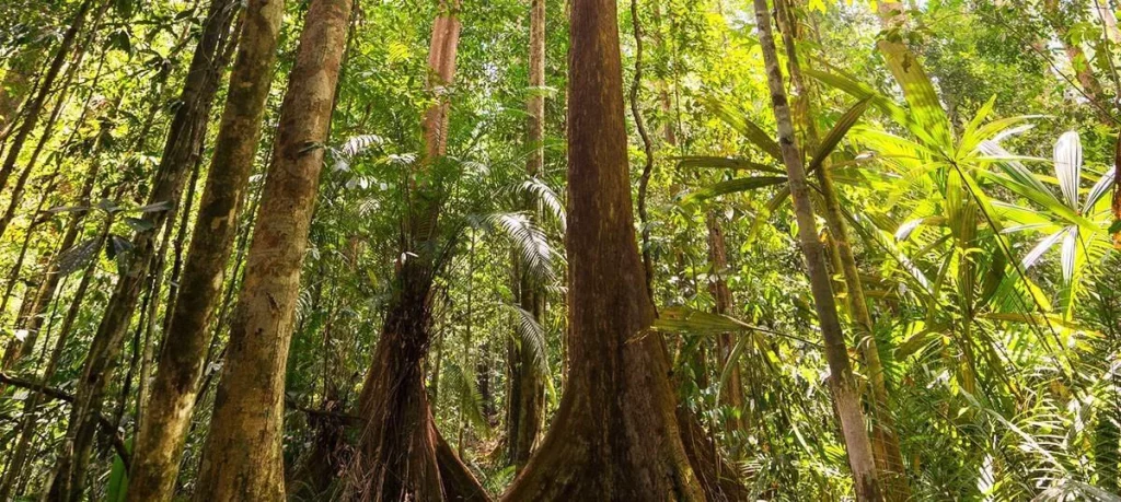 Habitat Hutan Kancil Lingkungan Alami yang Membentuk Kelincahan dan Strategi Bertahan Hidupnya