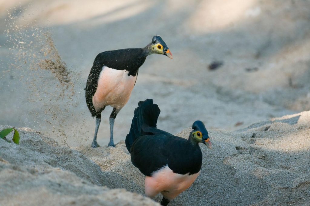 Burung Maleo Bertelur Unik Strategi Reproduksi Langka yang Mengandalkan Panas Alam