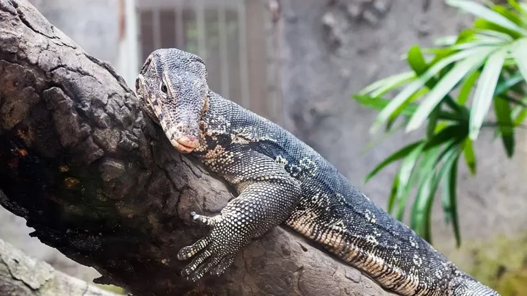 Biawak Air Predator Sungai Reptil Tangguh Penguasa Ekosistem Perairan Tropis
