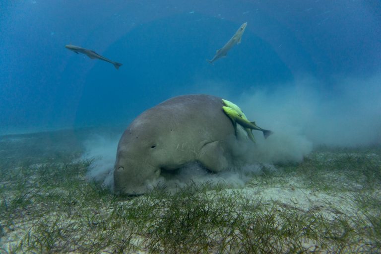 Pola Makan Dugong Strategi Merumput Raksasa Laut di Padang Lamun Tropis