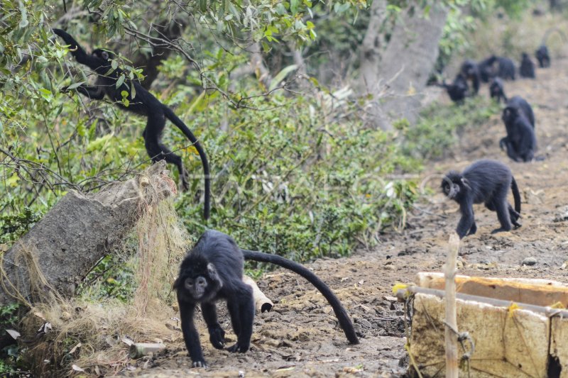 Filosofi Kebersamaan Lutung Makna Harmoni dan Solidaritas dalam Kehidupan Sosial Primata Hutan