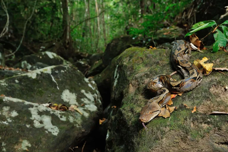 Ular Piton Terbesar Indonesia Fakta, Habitat, dan Kekuatan Predator Raksasa di Alam Tropis